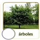 arbol